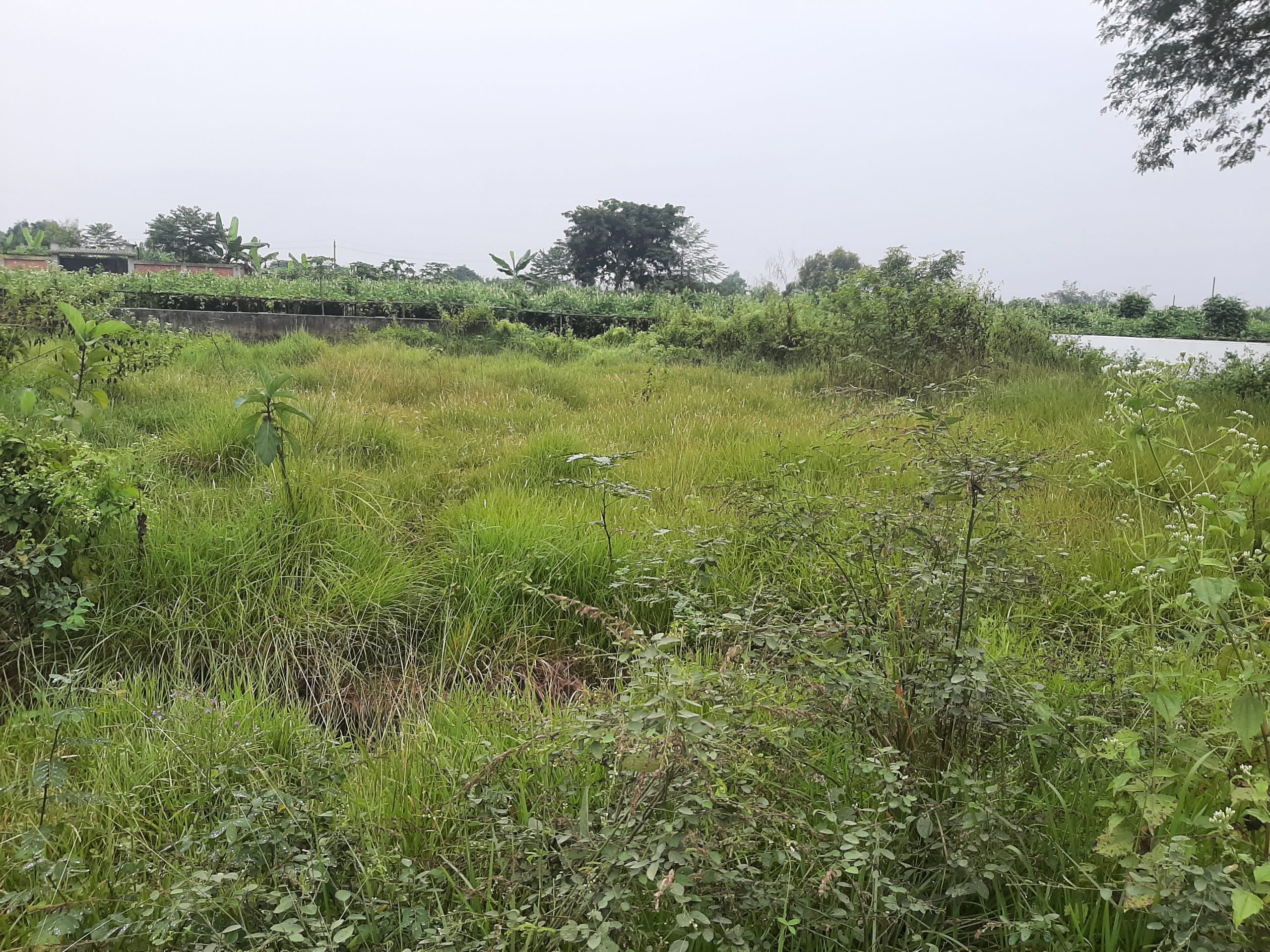 5 Katha Ready Plot for Sale @ Sector # 9, Purbachal.